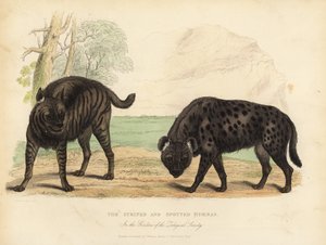 Hyena pruhovaná a hyena skvrnitá.