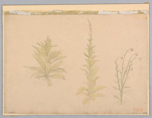 Studium divizních rostlin od William Stanley Haseltine