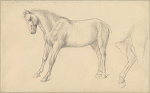 Studie poníka od William Strutt
