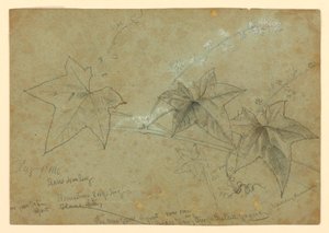 Studium listí od William Trost Richards