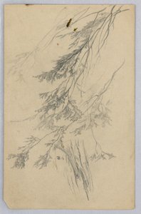 Studium listí od William Trost Richards