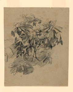 Studium listí od William Trost Richards