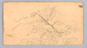 Studium listí od William Trost Richards