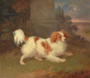 Blenheim španěl od William Webb