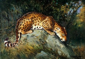 Leopard krčící se na skále (olej na plátně položeném na palubě)
