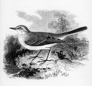Rayův chocholouš, ilustrace z knihy Williama Yarrella "A History of British Birds", poprvé vydané v roce 1843.