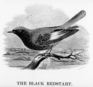The Black Redstart, ilustrace z 