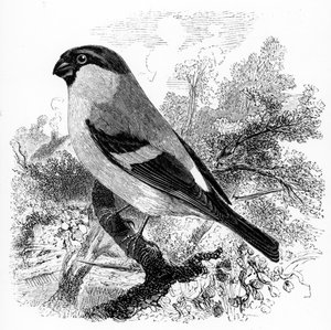 Hýl, ilustrace z „Historie britských ptáků“ od Williama Yarrella, poprvé publikována v roce 1843