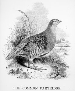 Koroptev obecná, ilustrace z „Historie britských ptáků“ od Williama Yarrella, poprvé vydaná v roce 1843