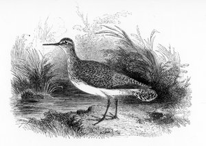 Sandpiper obecná, ilustrace z „Historie britských ptáků“ od Williama Yarrella, poprvé publikovaná v roce 1843