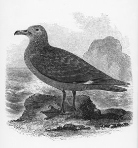 The Common Skua, ilustrace z „Historie britských ptáků“ od Williama Yarrella, poprvé publikovaná v roce 1843