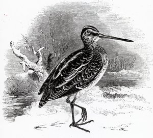 The Common Snipe, ilustrace z „Historie britských ptáků“ od Williama Yarrella, poprvé publikována v roce 1843