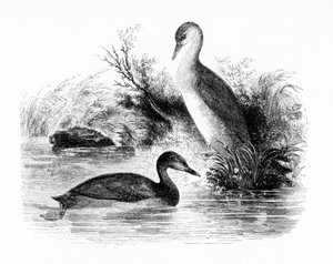 Potápka nebo Dabchick, ilustrace z „Dějiny britských ptáků“ od Williama Yarrella, poprvé publikovaná v roce 1843