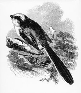 Sýkora dlouhoocasá, ilustrace z „Historie britských ptáků“ od Williama Yarrella, poprvé publikována v roce 1843