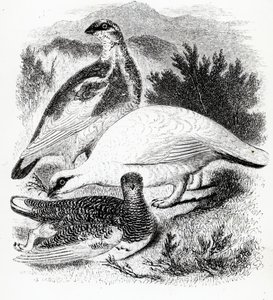 Ptarmigan, ilustrace z 