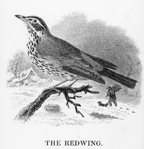 The Redwing, ilustrace z 