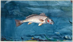 Okoun kanálu La Manche od Winslow Homer