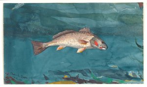 Okoun kanálu La Manche od Winslow Homer