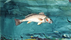Channel Bass, 1904. od Winslow Homer