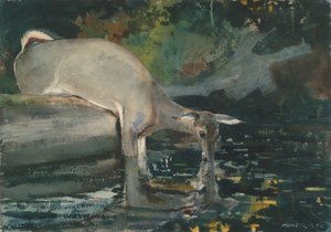 Pití jelenů od Winslow Homer