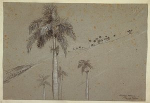 Kresba, Royal Palm, Kuba, 1885 od Winslow Homer