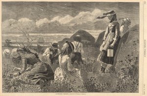 Sběr bobulí, od Harpera od Winslow Homer