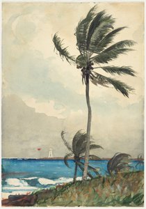 Palm Tree, Nassau od Winslow Homer