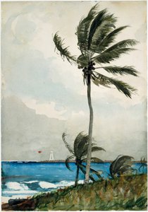 Palm Tree, Nassau od Winslow Homer