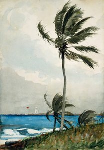 Palma, Nassau, 1898. od Winslow Homer