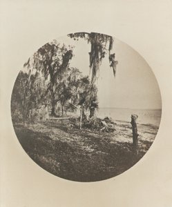 Palma a plážová scéna, pobřeží Floridy, c.1904 od Winslow Homer