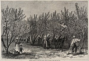 Sbírání broskví v Delaware. od Winslow Homer