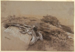 Studie kořenů stromů, Proutův krk, Maine od Winslow Homer