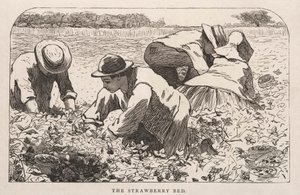 Jahodová postel od Winslow Homer