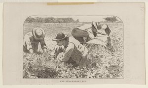 Jahodový záhon od Winslow Homer