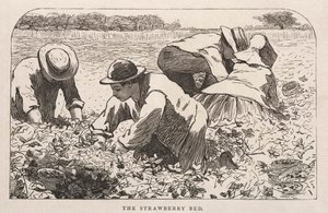 Jahodová postel, 1868. od Winslow Homer
