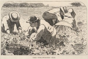 Jahodová postel, z časopisu Our Young Folks, červenec 1868 od Winslow Homer