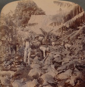 Řezání tabáku – typická plantáž – provincie Havana, Kuba, 1899