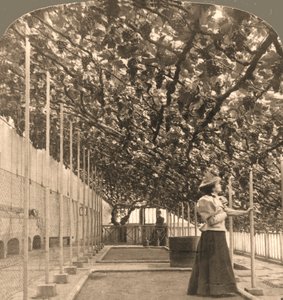 Nejstarší vinná réva na světě, palác Hampton Court, vysazen 1768 Anglie, 1897.
