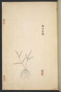 Nebo plán 13347 B f.2r od „Du Cao (jedovaté rostliny)“ (inkoust a barva na papíře) od Wu Qijun