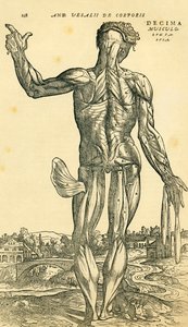 Zadní část mužského lidského těla, anatomická studie původně publikovaná v De Humani Corporis Fabrica Libri Septem (o látce lidského těla v sedmi knihách) od Andrease Vesaliuse, publikovaná v Basileji od Ferdinand Georg Waldmuller