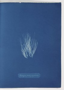 "Bangia fusco-purpurea" od Frederick (attr. to) Barnard