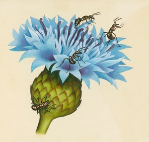 Květina Centaurea s agresivními mravenci, kresba od William Walcutt