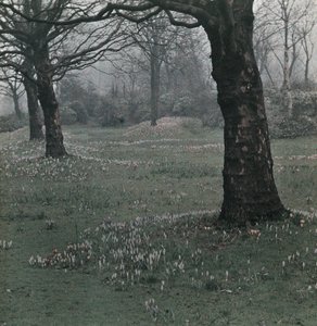 "Krokus" od Frederick (attr. to) Barnard