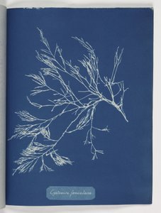 "Cystoseira foeniculacea" od Frederick (attr. to) Barnard
