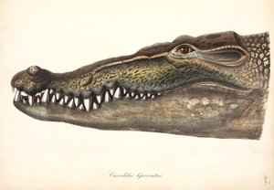 Estuarine nebo Saltwater Crocodile, Asie od John Pardon