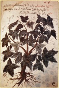 Herbals Vine od Ferdinand Georg Waldmuller