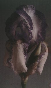 "Iris germanique" (Iris germanica) od Frederick (attr. to) Barnard