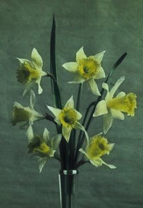 "Narcisy" (Daffodil - Zlatá ostruha) od Frederick (attr. to) Barnard