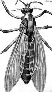 Mikroskopie od Frederick (attr. to) Barnard