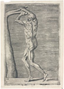 Svaly Anatomické studium mužské muskulatury; muž lámající větev, c 1555 od Frederick (attr. to) Barnard